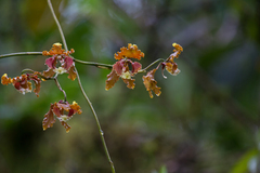 Cyrtochilum serratum