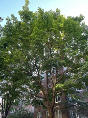 Acer pseudoplatanus