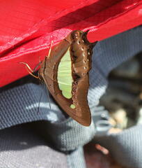 Polyura hebe