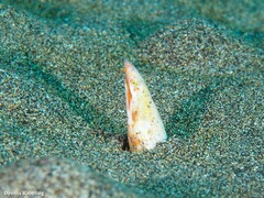 Apterichtus anguiformis