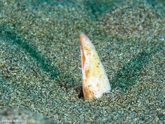 Apterichtus anguiformis