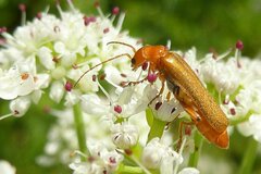 Cantharis