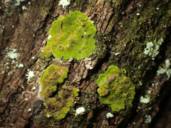 Coenogonium implexum