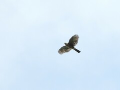 Accipiter striatus
