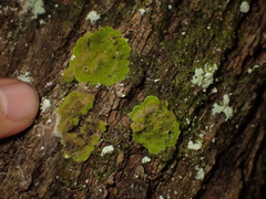 Coenogonium implexum