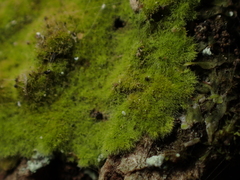 Coenogonium implexum