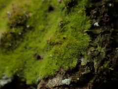 Coenogonium implexum