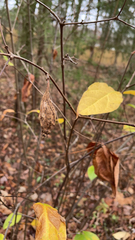 Calycanthus floridus