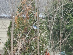 Cyanocitta cristata