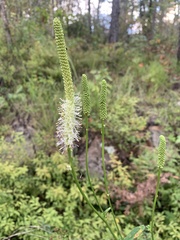 Sanguisorba canadensis