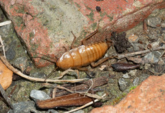 Drymaplaneta semivitta