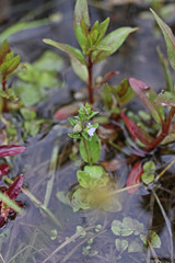 Veronica anagallis-aquatica anagallis-aquatica