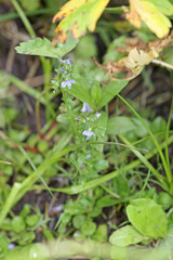 Veronica anagallis-aquatica anagallis-aquatica