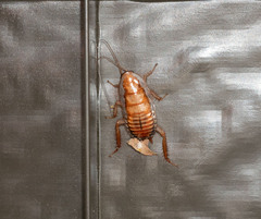 Drymaplaneta semivitta