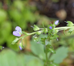 Veronica anagallis-aquatica anagallis-aquatica