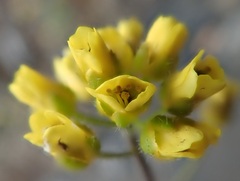 Draba corymbosa