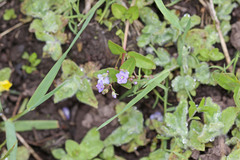 Veronica anagallis-aquatica anagallis-aquatica