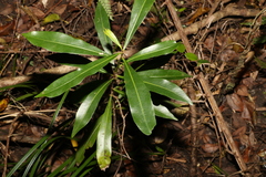 Planchonella chartacea