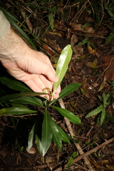 Planchonella chartacea