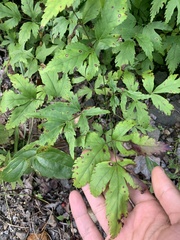 Xanthorhiza simplicissima