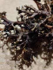 Cetraria muricata