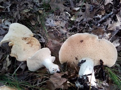 Hydnum subolympicum