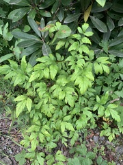 Xanthorhiza simplicissima