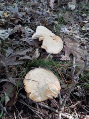 Hydnum subolympicum