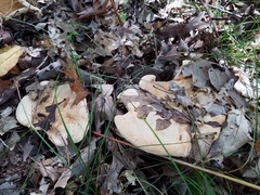 Hydnum subolympicum
