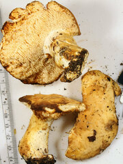 Hydnum subolympicum