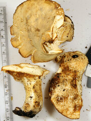 Hydnum subolympicum