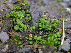 Sphaerocarpos texanus