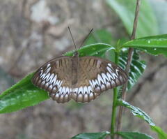 Tanaecia iapis
