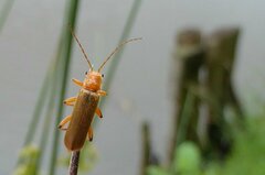 Cantharis cryptica