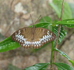 Tanaecia iapis