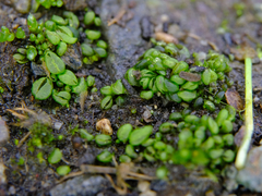 Sphaerocarpos texanus