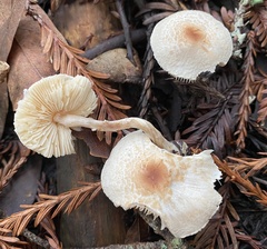 Lepiota castaneidisca