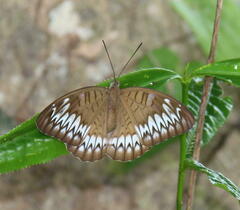 Tanaecia iapis