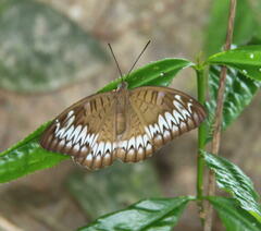 Tanaecia iapis