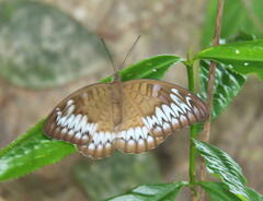 Tanaecia iapis