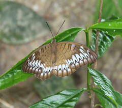Tanaecia iapis