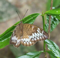 Tanaecia iapis