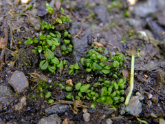 Sphaerocarpos texanus