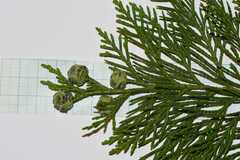 Chamaecyparis lawsoniana