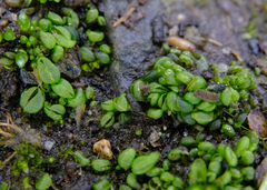 Sphaerocarpos texanus