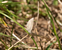 Zizina otis labradus