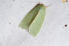 Bena bicolorana