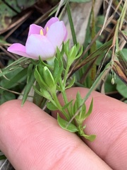 Sabatia angularis