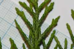 Chamaecyparis lawsoniana