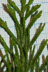 Chamaecyparis lawsoniana